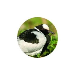 ZEISS Binoculars Victory HT 10x54 -Telescope Shop ZEISS Binoculars Victory HT 10x54 5