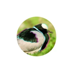 ZEISS Binoculars Victory HT 10x54 -Telescope Shop ZEISS Binoculars Victory HT 10x54 6